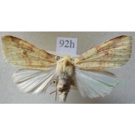 Xanthia icteritia (Hufnagel, 1766) Ozimica ziemista Czech92h